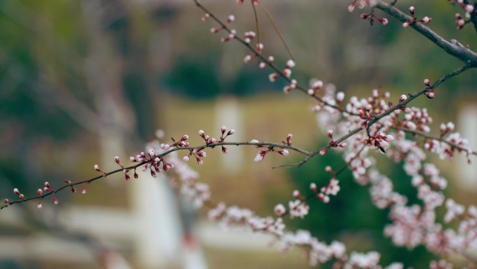 一枝含苞待放的桃花特写