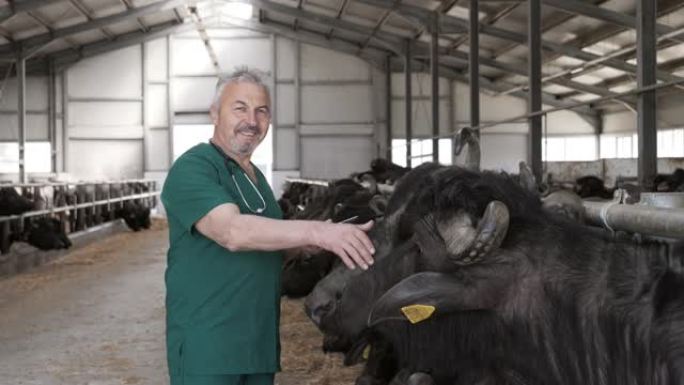 养牛场高级兽医肖像。