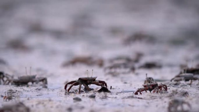 螃蟹在退潮时在海滩底部的淤泥中找到食物，近距离拍摄