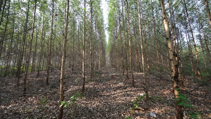 广西南宁郊区乡村乡镇生态速生桉树林