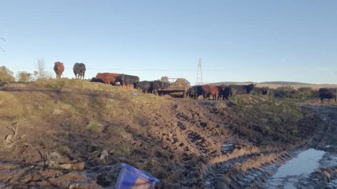 在苏格兰田地中被牛过度放牧，导致土壤侵蚀和流失