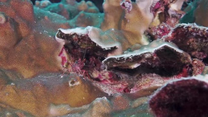 水下珊瑚礁上的虾