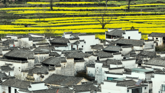 徽州古村落 徽派建筑马头墙油菜花江南人家