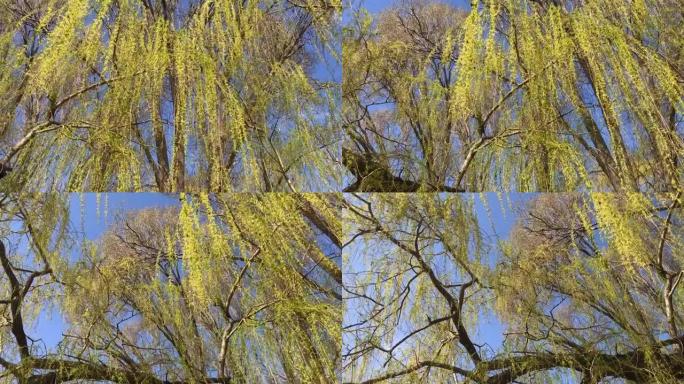 垂柳树，叶子淡绿色。蓝天对面的新鲜树叶。