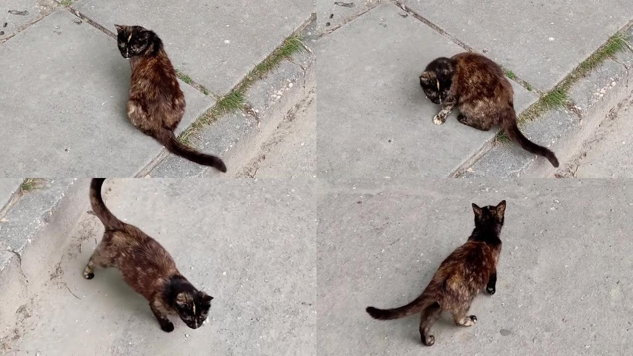 流浪猫在混凝土和喵喵上行走。