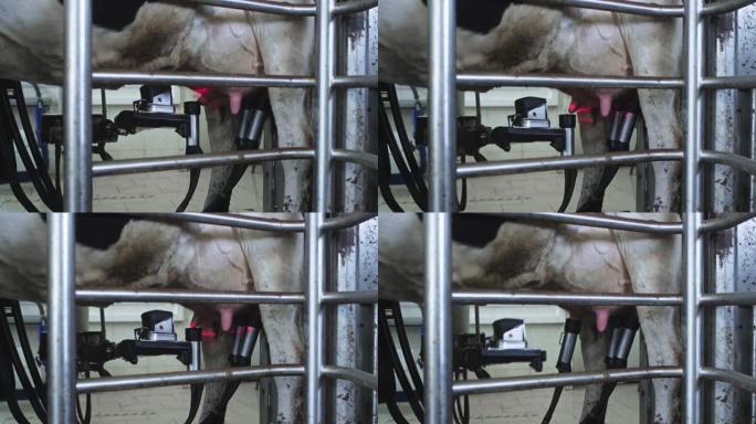 红色激光扫描奶牛的乳房以抽出或吸出牛奶。挤奶的自动机器机器人