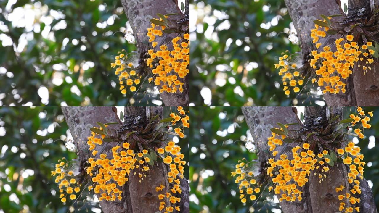 林德莱伊石斛黄花或蜂蜜芳香热带野生兰花盛开