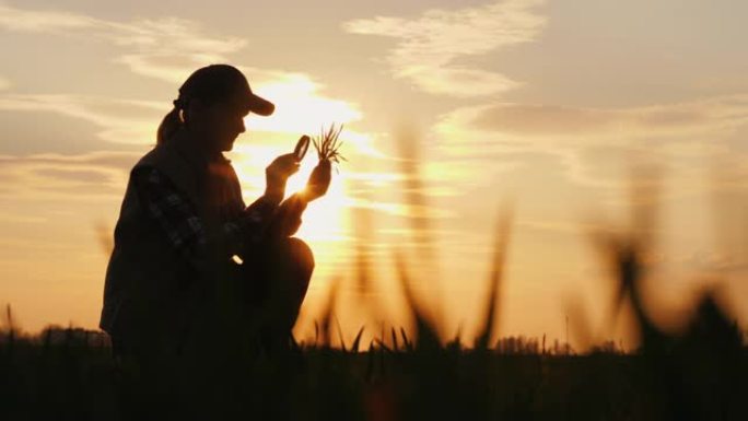 一位在田间工作的农民正在研究麦芽，透过放大镜看