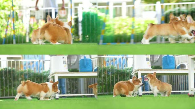 小威尔士柯基犬在花园里玩耍