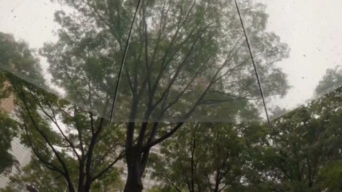 撑着伞穿过一个多雨的公园，仰望树木。