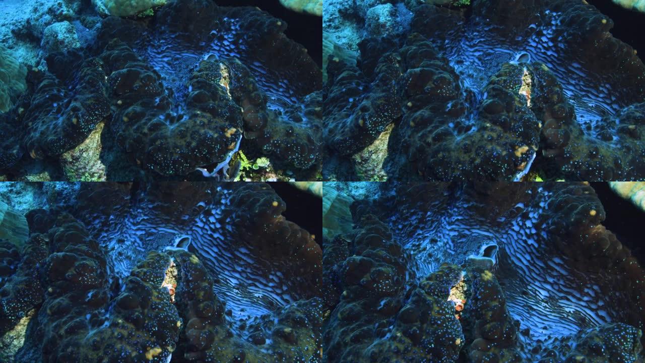 大堡礁上的巨型蓝蛤。澳大利亚，太平洋。Tridacna