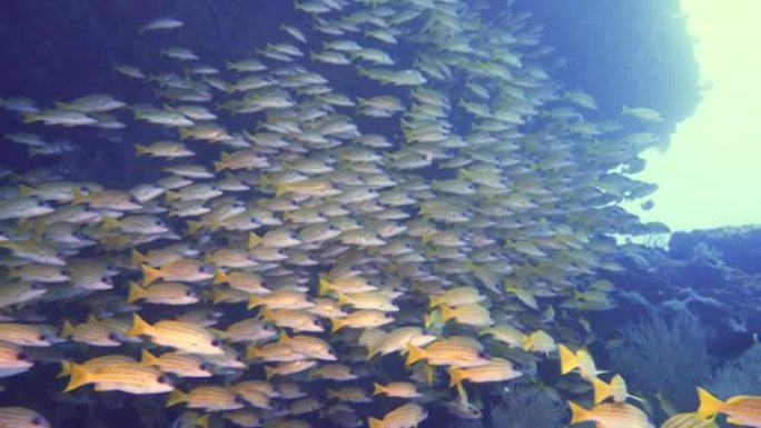 马尔代夫洞穴中的黄色条纹鲷鱼