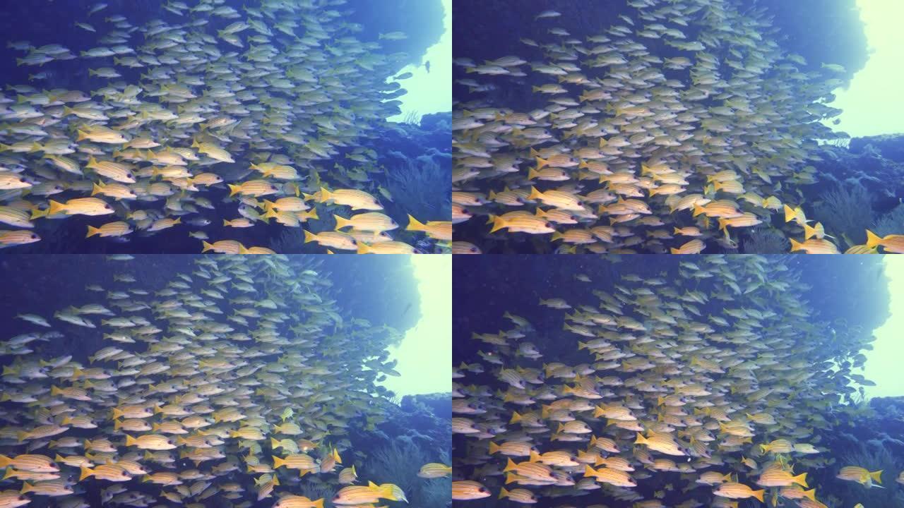 马尔代夫洞穴中的黄色条纹鲷鱼