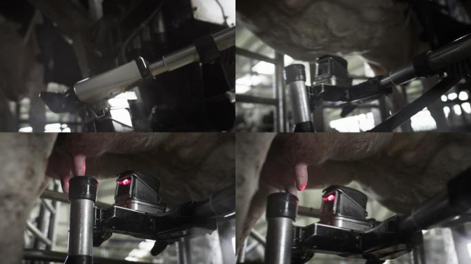 红色激光机器人扫描母牛的乳房以泵送或吸奶。挤奶的自动机器机器人