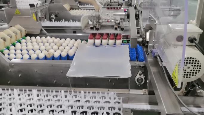 鸡蛋种蛋筛选培育流水线车间