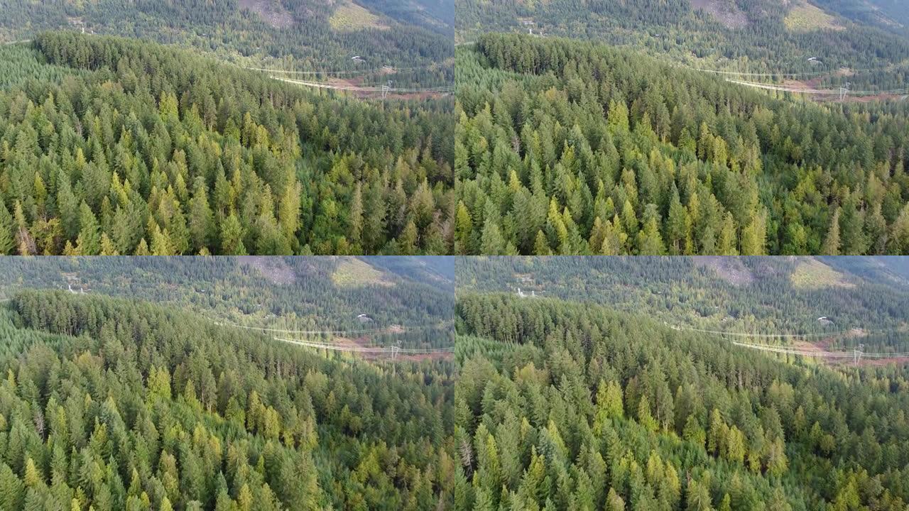 绿色云杉森林和电线的俯视图