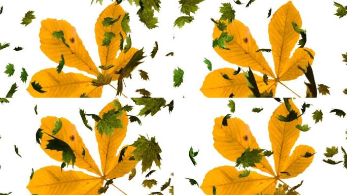 秋叶落在大黄叶子上的动画