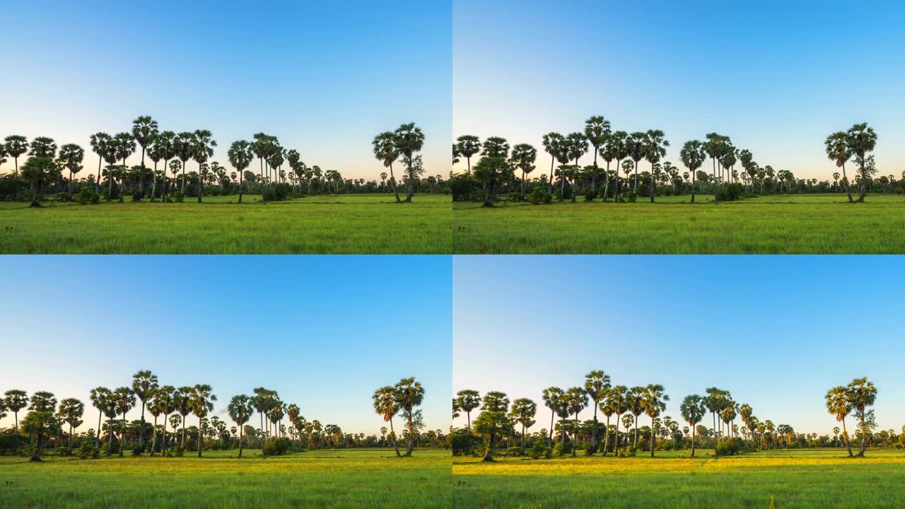泰国农村地区日出时亚洲糖棕榈树的延时录像。