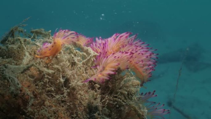 水下特写视频显示了充满活力的粉红色和紫色海洋生物的大规模聚会，称为Nudibranchs