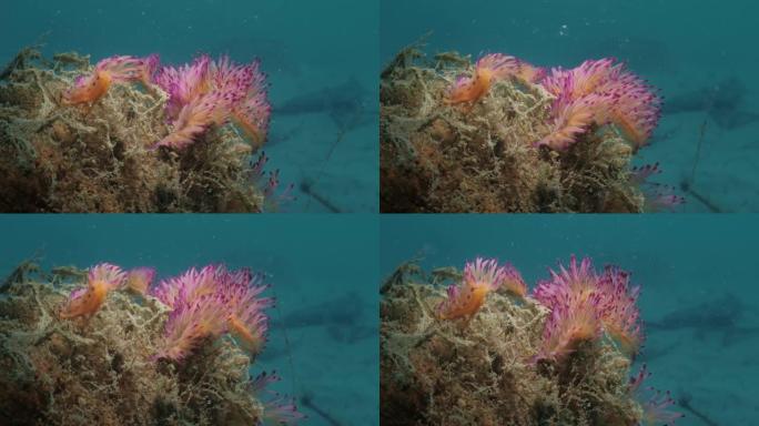 水下特写视频显示了充满活力的粉红色和紫色海洋生物的大规模聚会，称为Nudibranchs