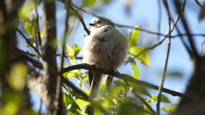白俄罗斯春季的长尾山雀或长尾灌木丛 (Aegithalos caudatus)
