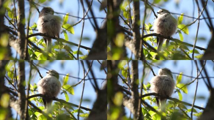 白俄罗斯春季的长尾山雀或长尾灌木丛 (Aegithalos caudatus)