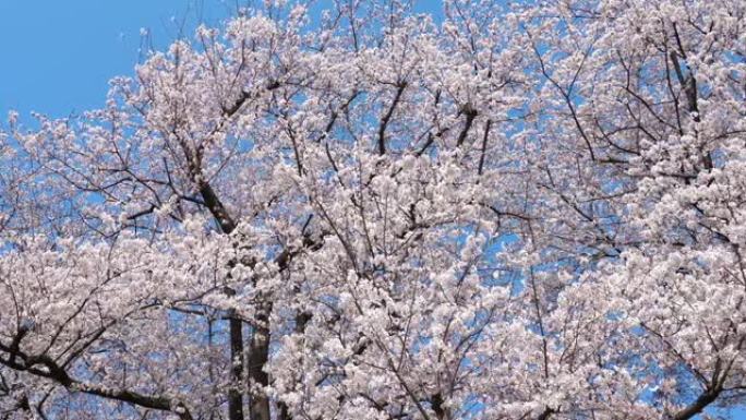 樱花景观蓝天花卉满屏