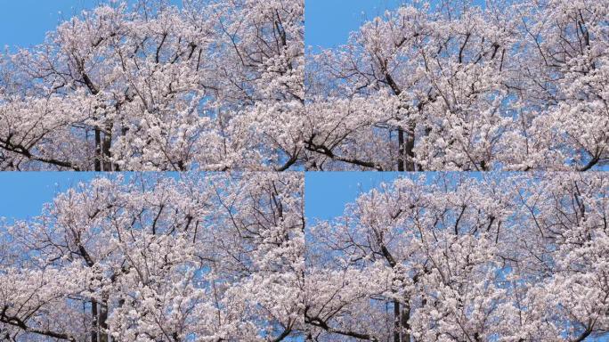 樱花景观蓝天花卉满屏