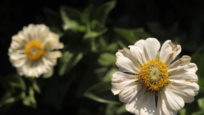 夏天，花园里有两朵白花，阳光明媚。特写和慢动作