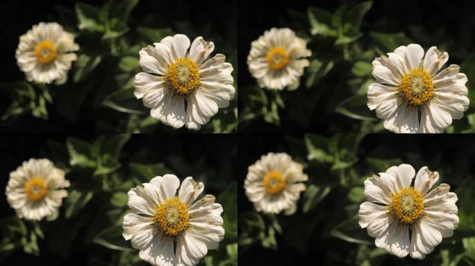 夏天，花园里有两朵白花，阳光明媚。特写和慢动作