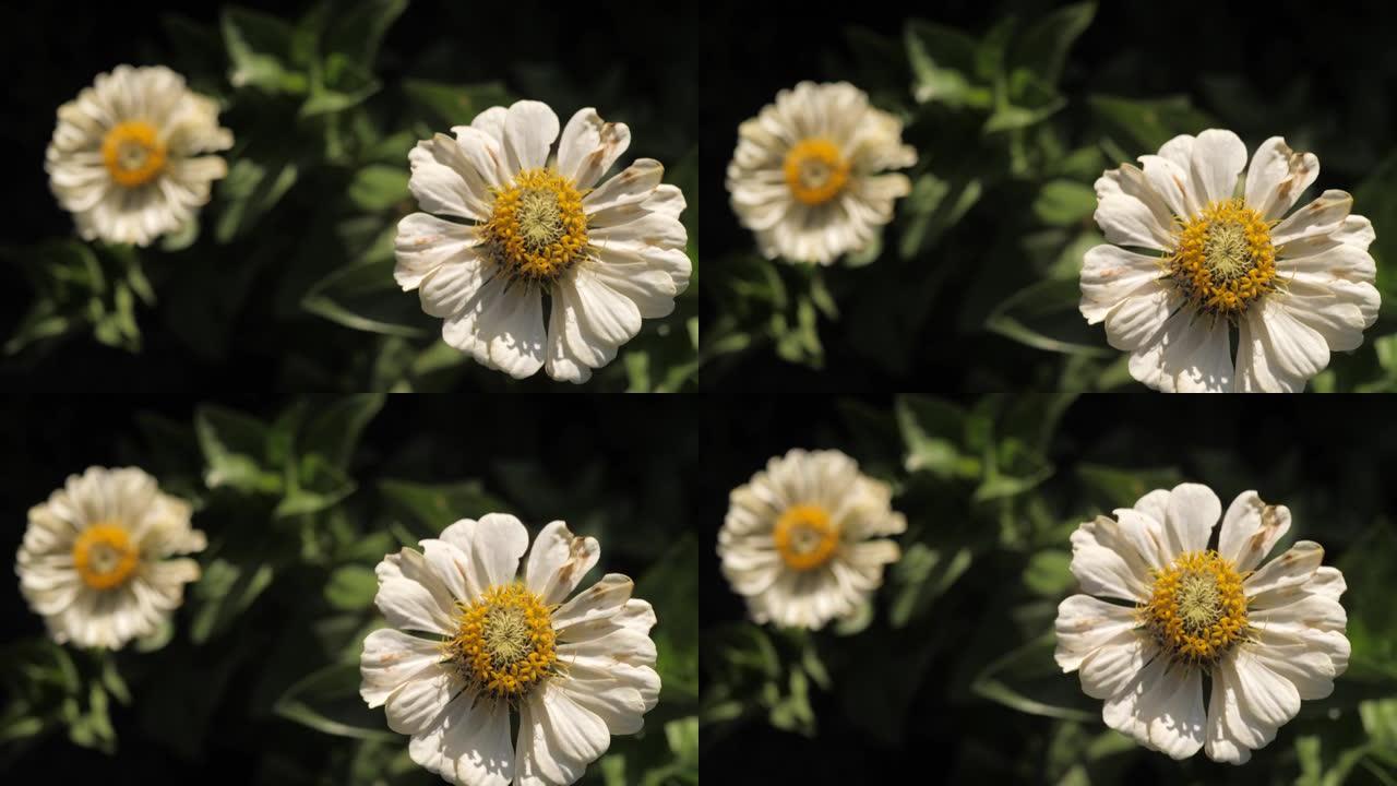 夏天，花园里有两朵白花，阳光明媚。特写和慢动作