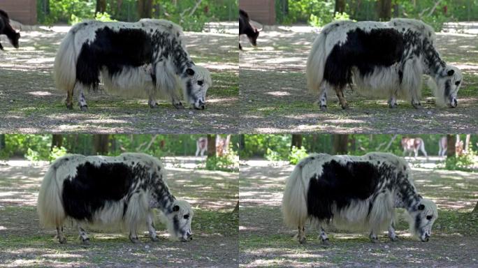 德国公园里的国内牦牛，Bos mutus grunniens