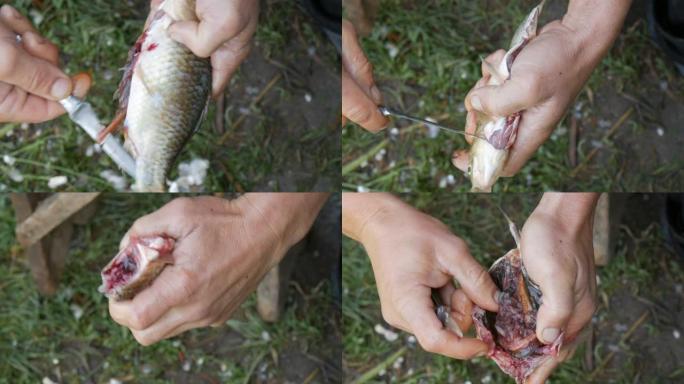 男性渔民强壮的手清理刚抓到的活鱼打开胃，取出内脏和鱼子酱特写