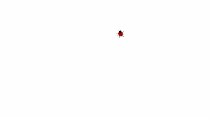 动画瓢虫。瓢虫在屏幕上爬成一圈。循环视频。矢量插图孤立在白色背景上。