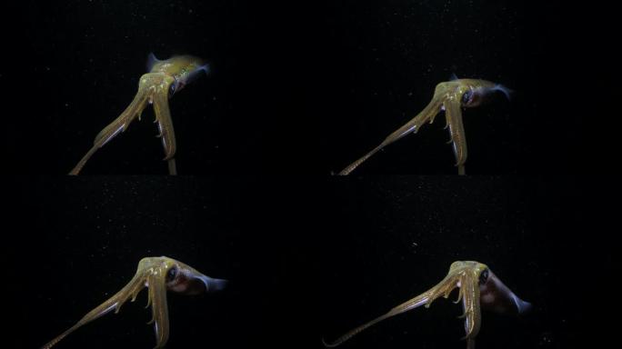 一只充满活力的彩色海洋动物被水下摄影师点燃了视频灯