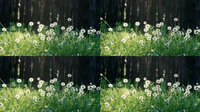 美丽的白色蓬松蒲公英，阳光下的蒲公英种子。模糊的自然绿色自然春天背景。盛开的蒲公英花从草丛中生长出来