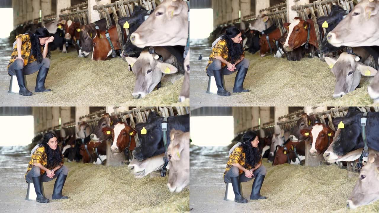 4k视频沮丧的中年女农民站在大牛棚饲养场的奶牛附近，思考财务挑战和破产