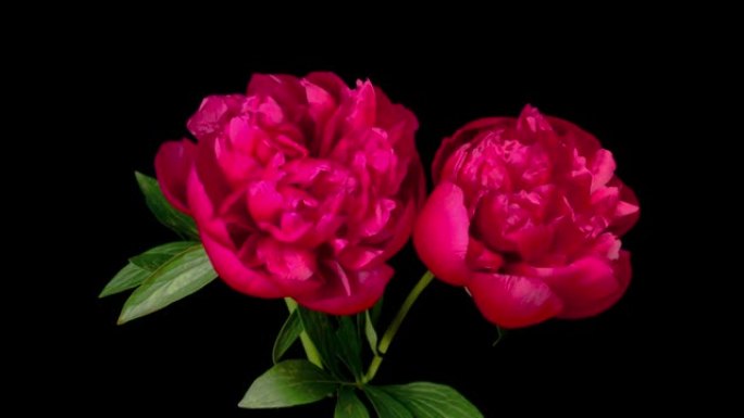 两朵美丽的红牡丹花盛开的时间流逝