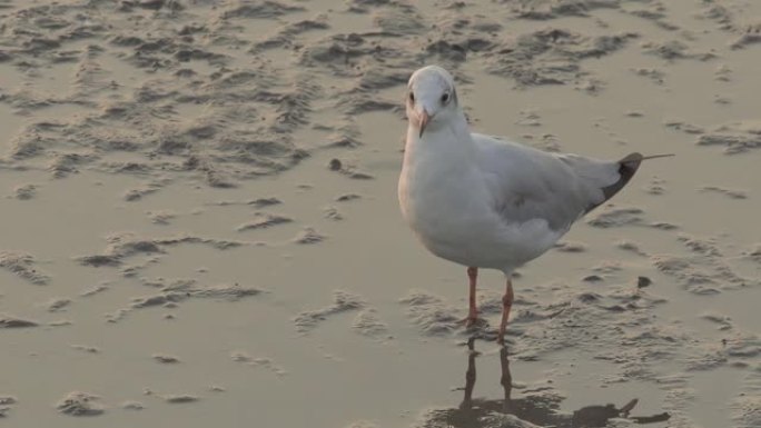 退潮时在泥滩上行走的鸟