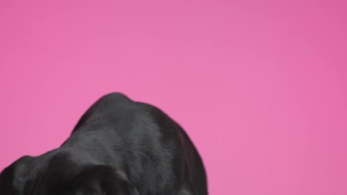 可爱的甘蔗科索狗四处嗅，坐在紫色背景下