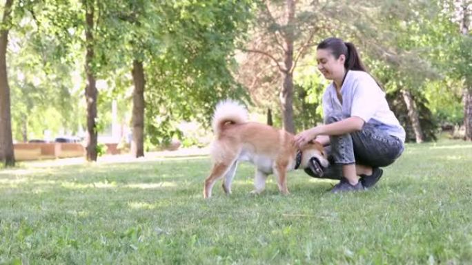 赤芝犬与主人在夏季公园散步