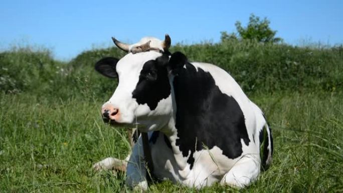 黑白母牛休息喂绿草