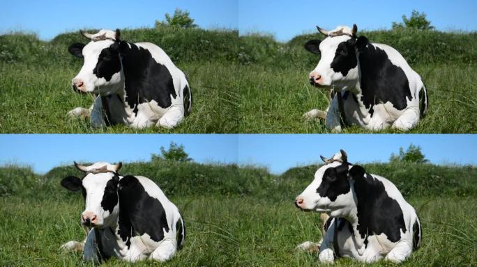 黑白母牛休息喂绿草