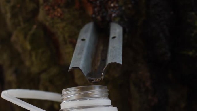 桦木汁滴入塑料瓶，特写镜头