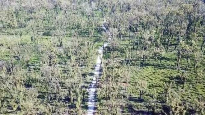 野火影响该地区一年后 (澳大利亚维多利亚州马拉科塔附近)，在跑道上拍摄的无人机镜头并恢复了桉树林和黄