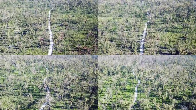野火影响该地区一年后 (澳大利亚维多利亚州马拉科塔附近)，在跑道上拍摄的无人机镜头并恢复了桉树林和黄