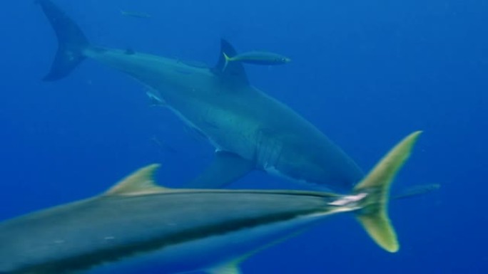 瓜德罗普岛水下一条大白鲨的慢动作。