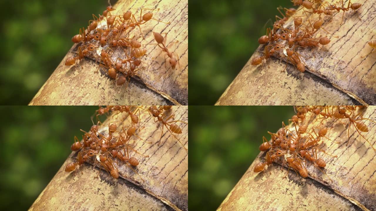 蚂蚁特写树枝蚂蚁树木