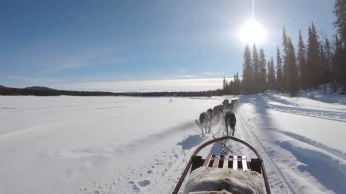 在瑞典，一群沙哑的雪橇犬拉着雪橇穿过冬季森林的4k镜头。