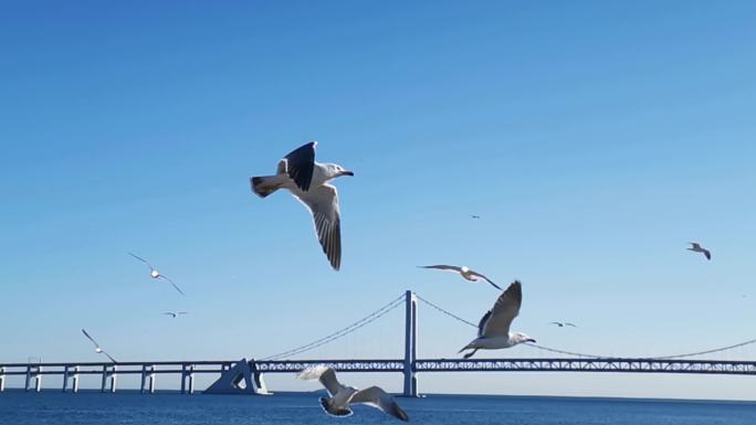 海边海鸥飞翔慢镜